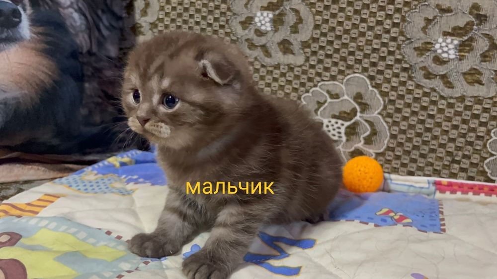 Мальчик и девочка скоттиш фолд