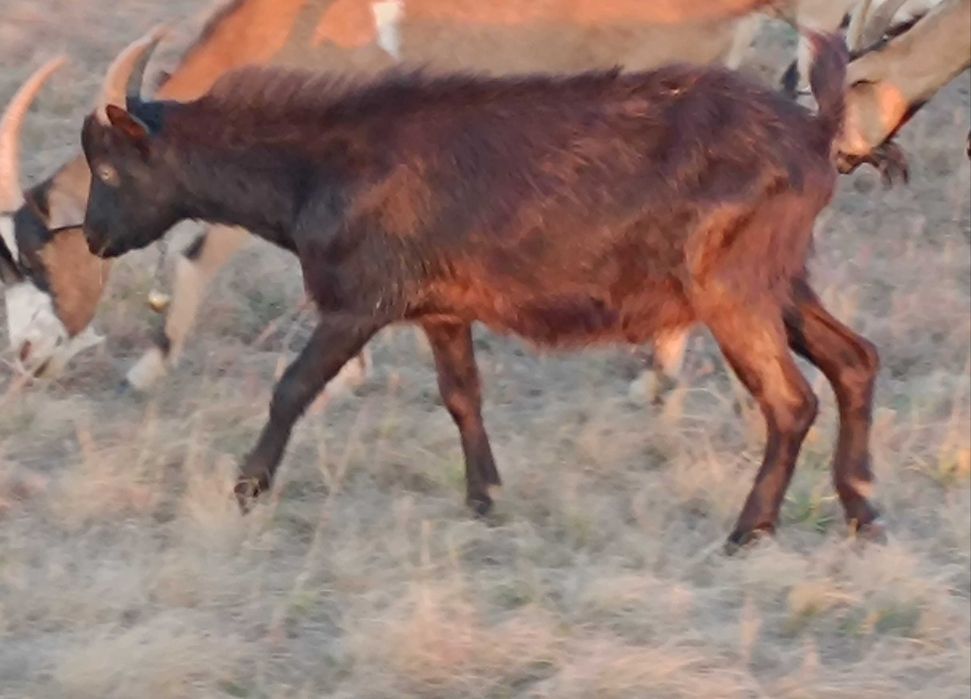 Продавам Мъжки Ярета