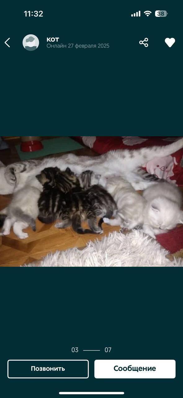 Вислоухий кот вязка
