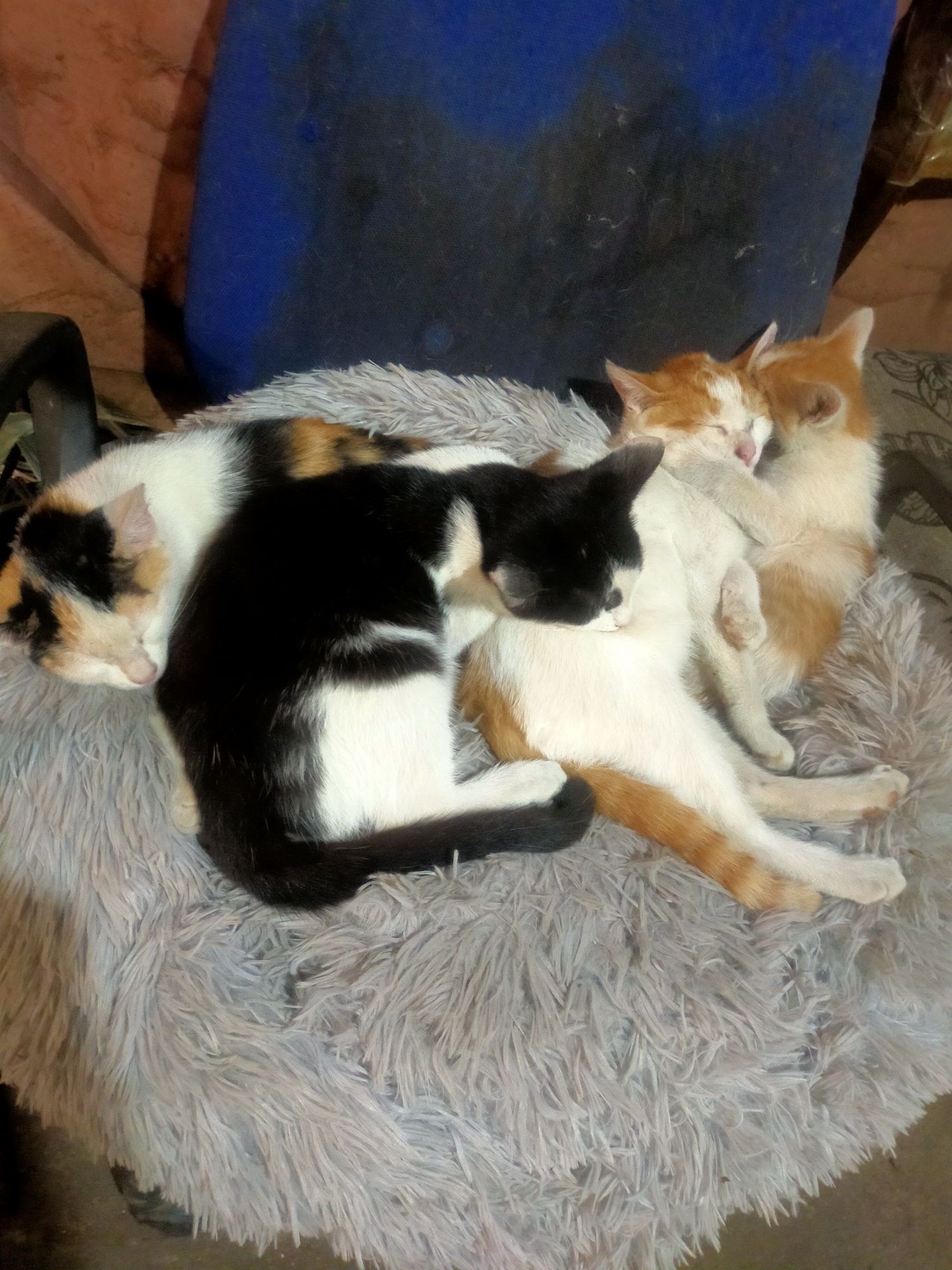 Отдам котят разных