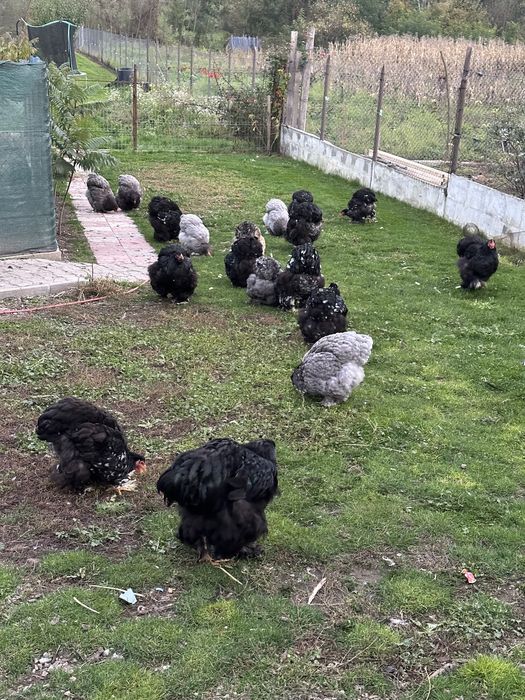 Vand gaini cochinchina urias