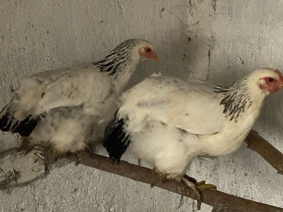 Gaini si cocosi  de tara scoti la closca