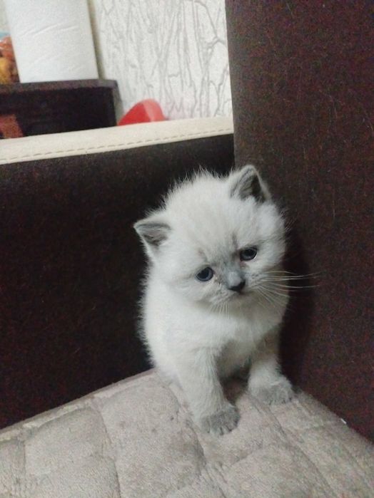 Британска късокосместа