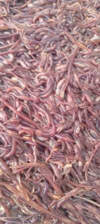 удобрения биогумс шылаушын червы