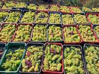 Vand struguri de vin Iași