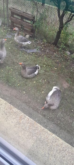 Gâște 6-7 kg tăiate