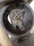 Fetiță British shorthair cu pedigree