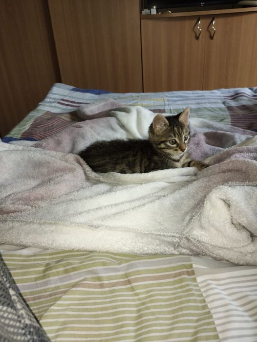 Donez pui de pisică