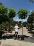 Vând catalpa globulară copac ornamental pentru umbrire