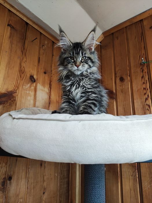 Котята Мейн кун питомник Жемчужина Востока