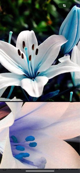 Bulbi de ftin 5 lei buc