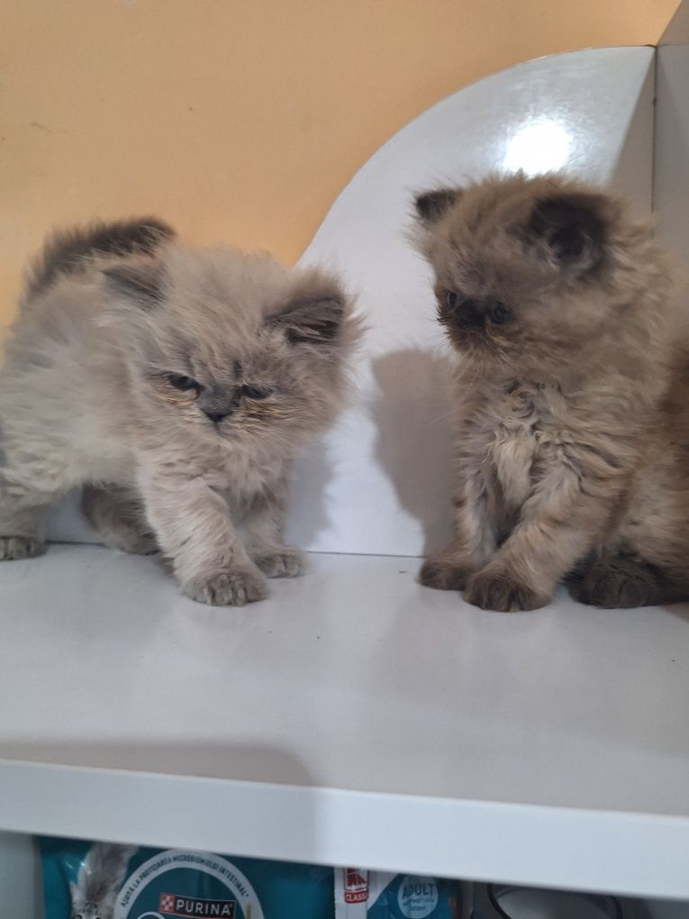 Персийски котенца