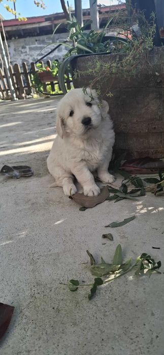 Малки голдън ретривър