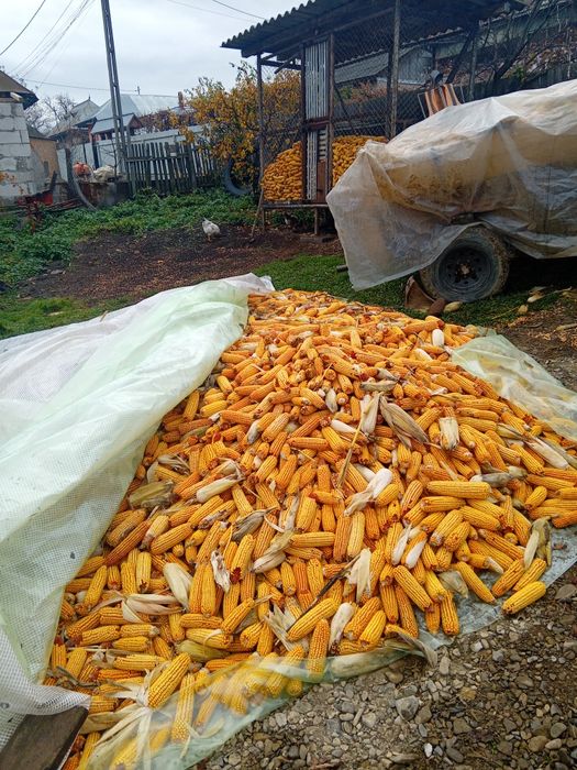 Porumb știuleți de vanzare