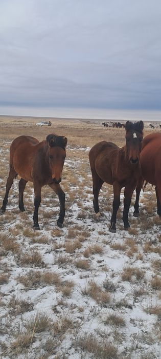 Семіз жабағылар сатылады