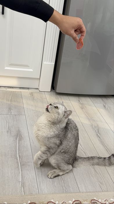 Британский шиншилла мысығы сатылады