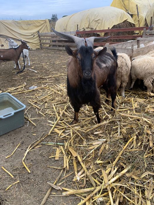 Vând țap alpin francez.