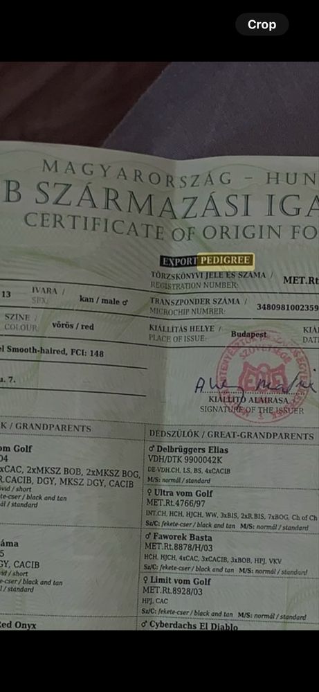 Mascul Teckel cu pedigree import Ungaria