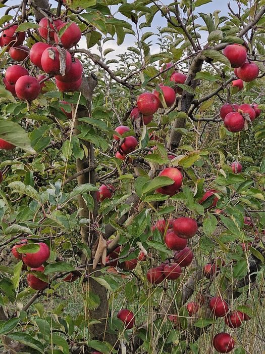 Mere Ionared, Golden, Ionagold, Florina, Starkrimson