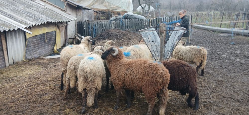 Vand berbecuti de prasila sau de tăiat.