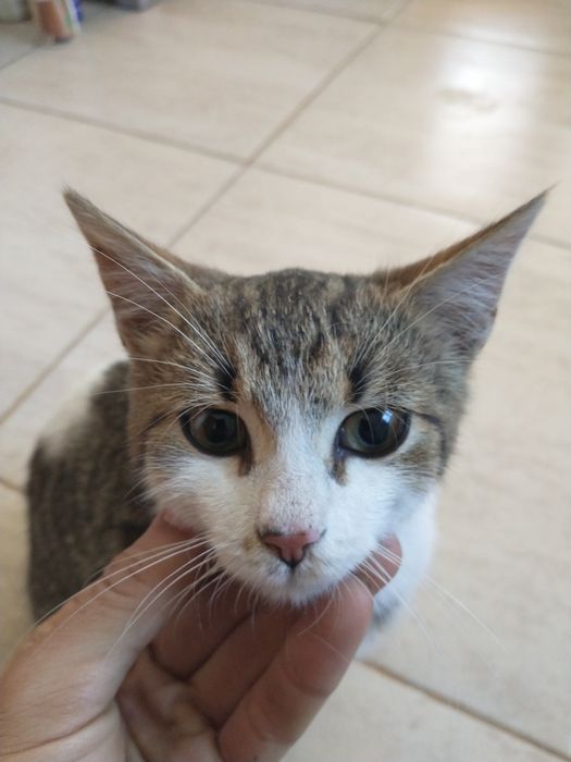 Ofer spre adopție pisic de 2 luni