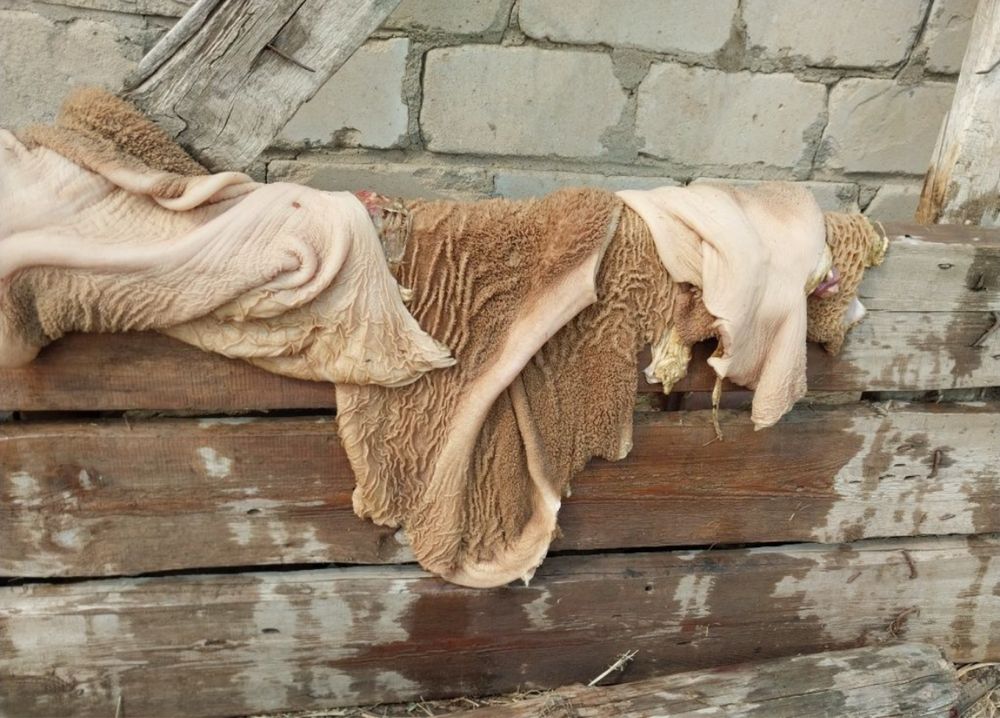 корм для собака и кошик