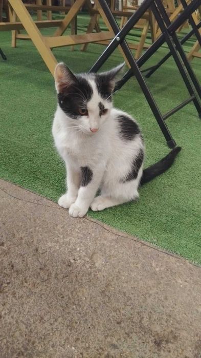 Коте Вегас търси дом