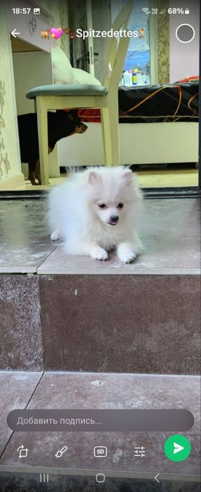 Продается собака