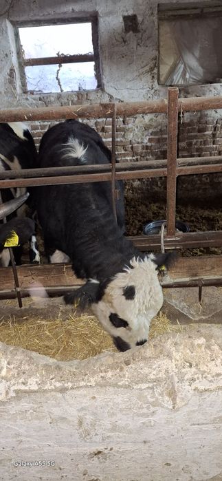 Свободни мъжки телета юници и ялови крави