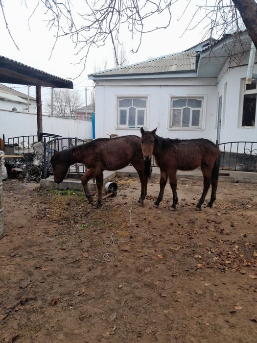 Тайлар сатылады.