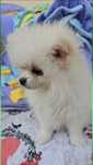 Pomeranian Femela cu Pedigree FCI+Pasaport, disponibila