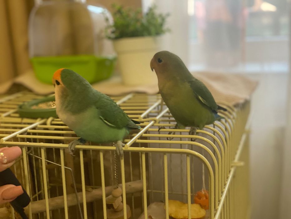 Vând cușcă / colivie papagali / păsări