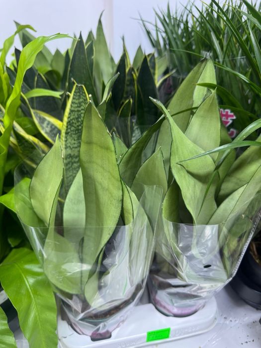 Продам комнатные цветы для дома  и офиса!