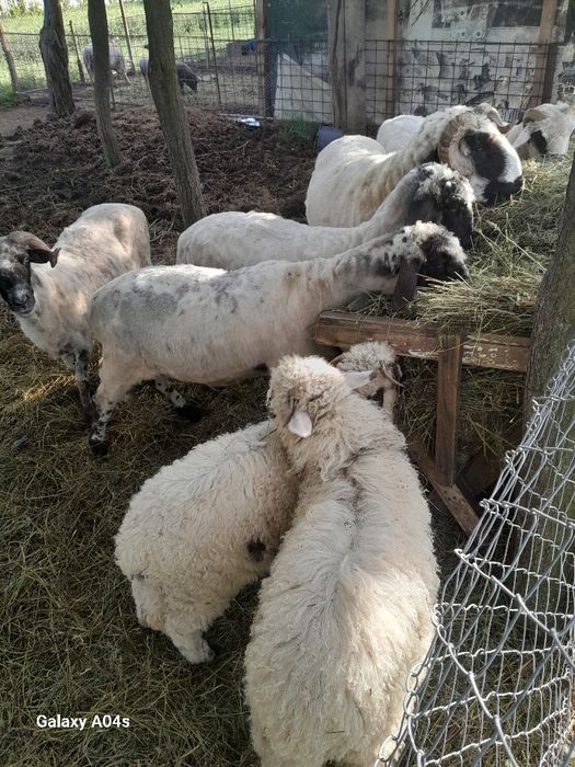 Vând oi ,cinci oi un berbec și două miele