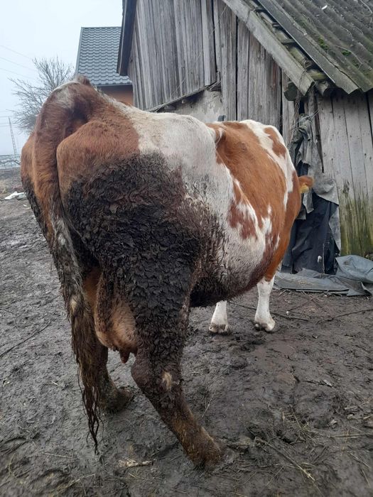 Vând vacă gestantă