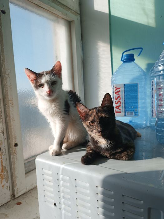 Котенок девочка.