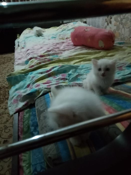 3 прекрасные девочки.