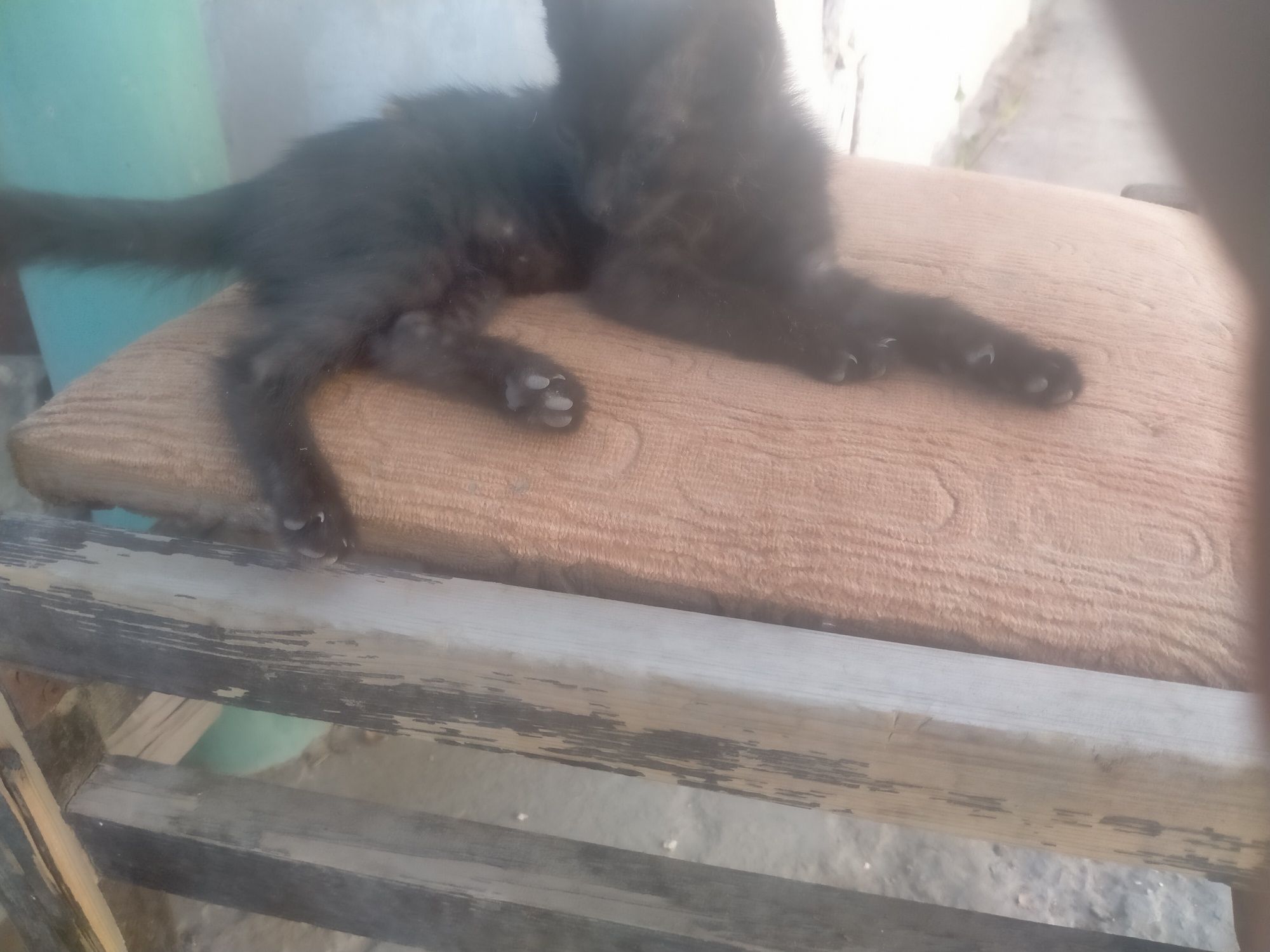 Котёнок зовут дымок