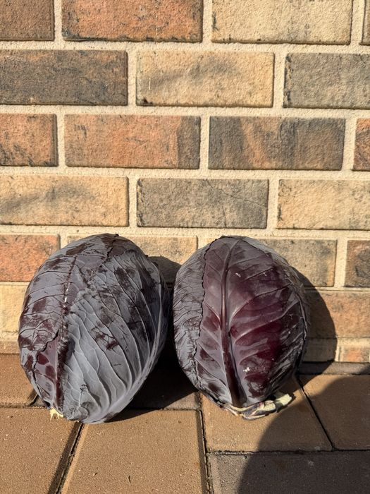 Varza rosie , greutate medie 2 kg