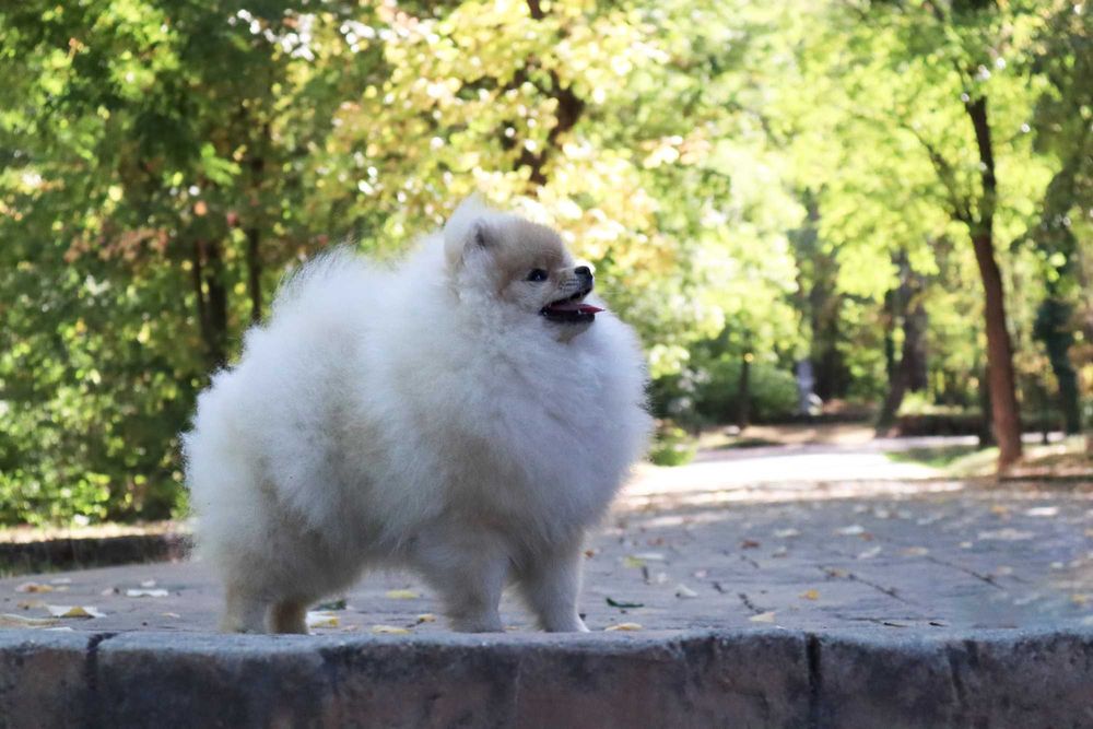 Уникално момиченце померан с родословие FCI