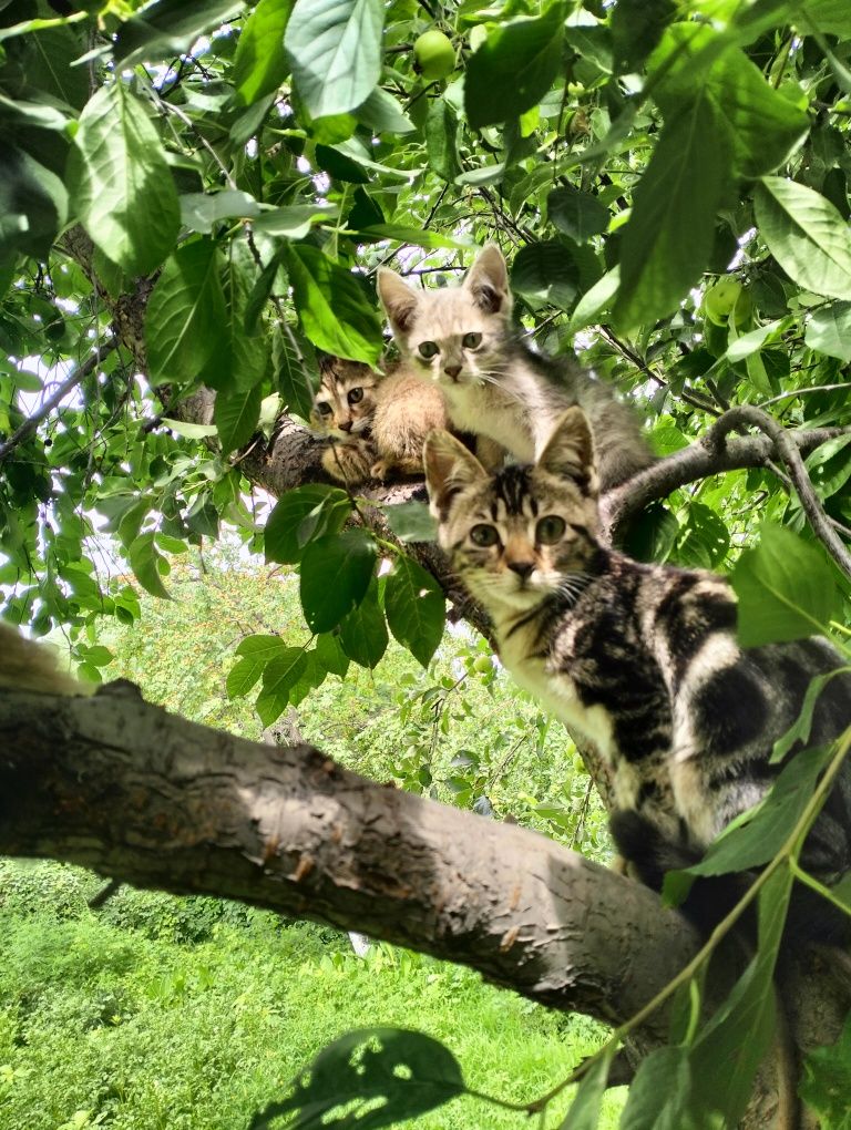 Хорошие котята в добрые руки.
