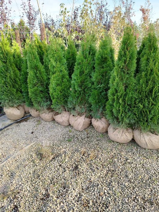 Tuia smaragd direct dela producător