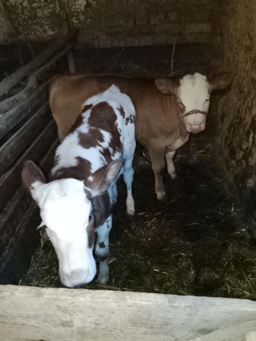 De vânzare viței de diferite marimi