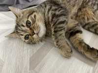 Британский котенок, мальчик, послушный 4,5 месяца…