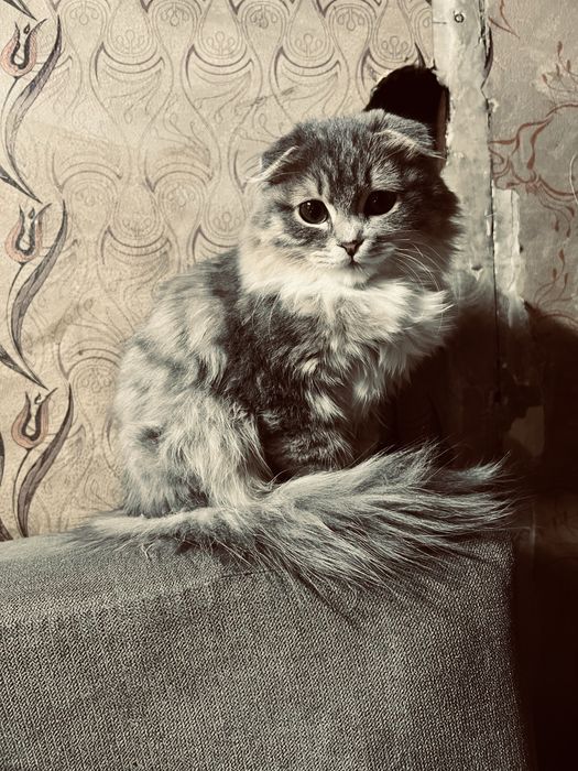 Всяухли кошка продам