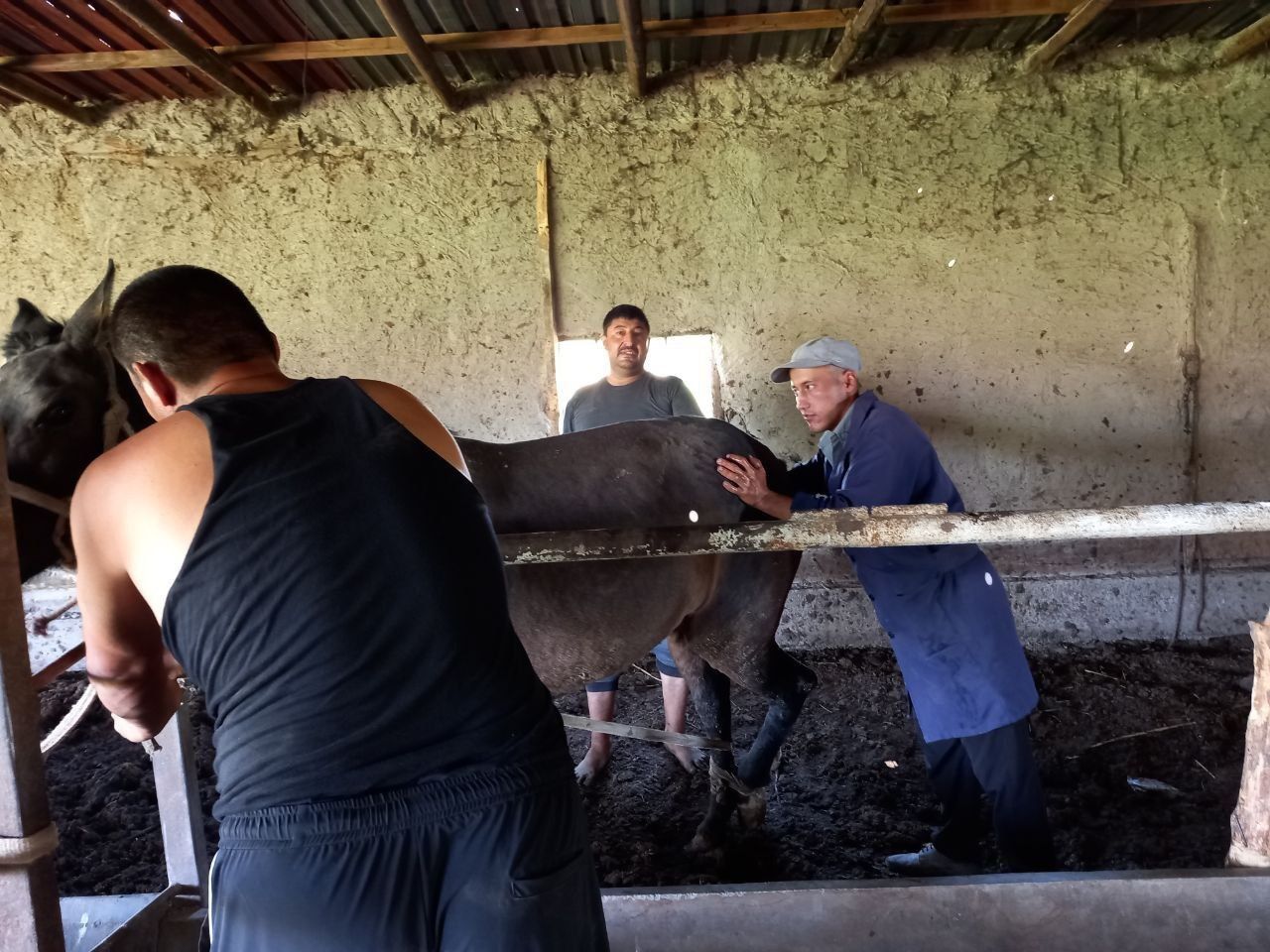 Veterinar UZI xizmati Ветеринар УЗИ хизмати