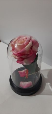 Trandafir in cupola