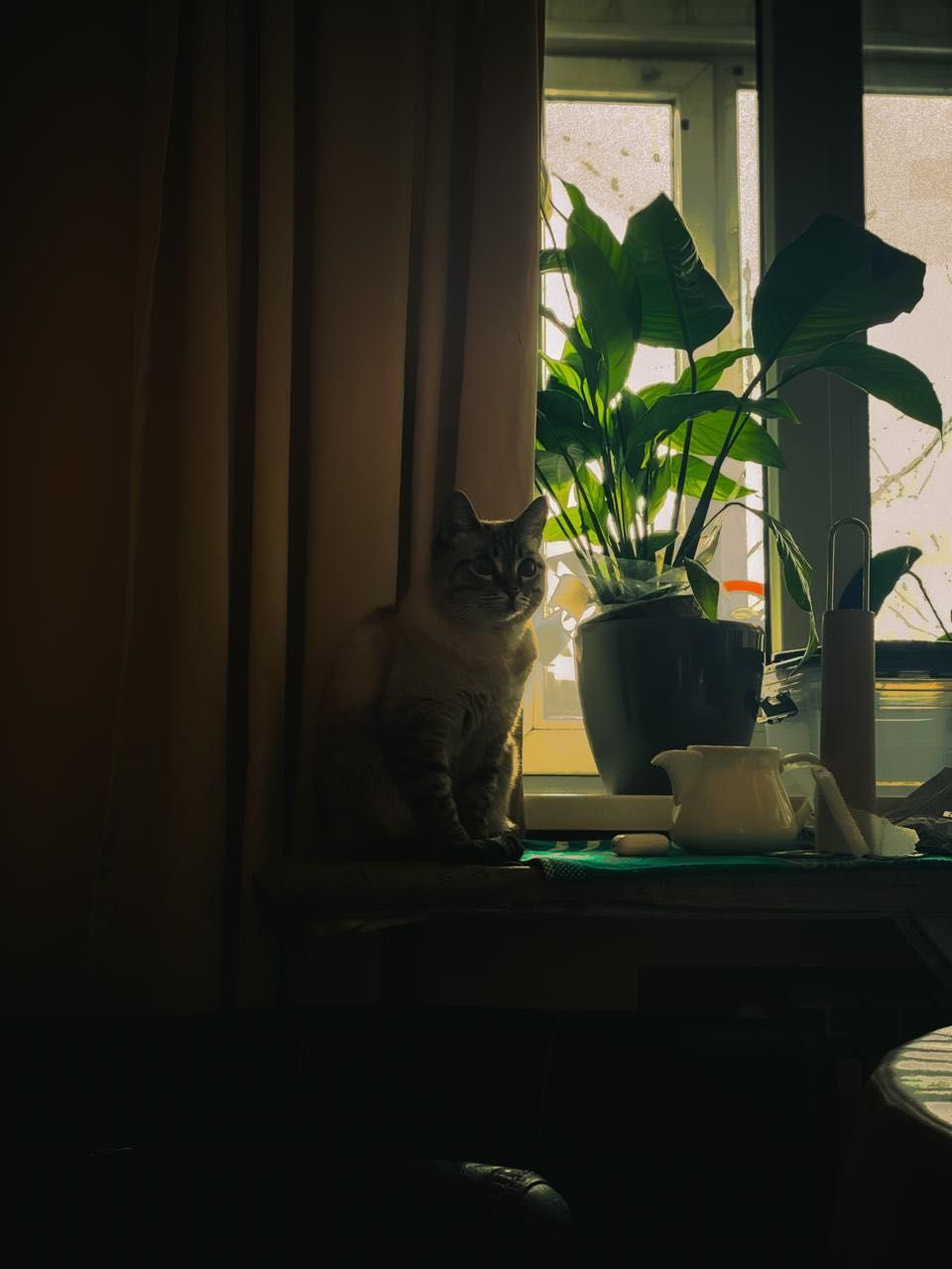 Домашняя кошка "Синди"