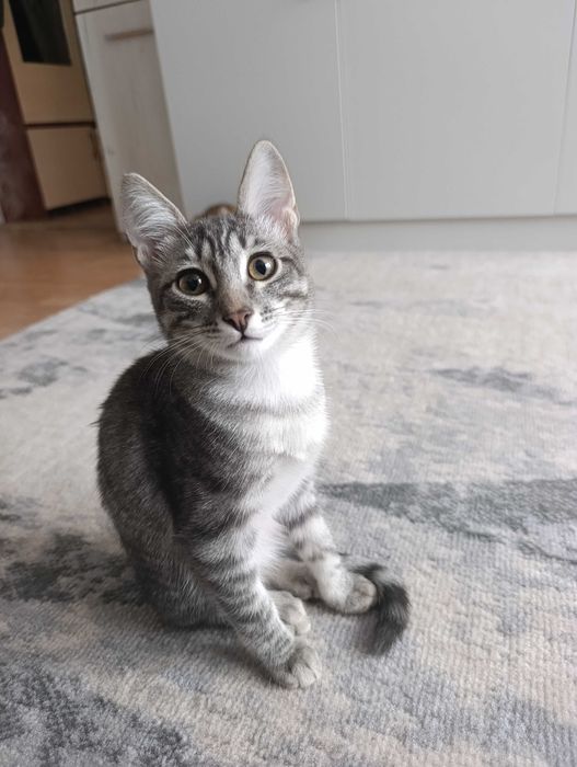 Отдам Котенка- мальчик