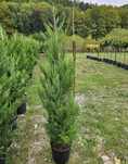 Gard viu din Leylandii – preț avantajos, livrare rapidă